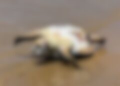 Tartaruga-marinha Encontrada Morta na Praia da Aruana, Aracaju